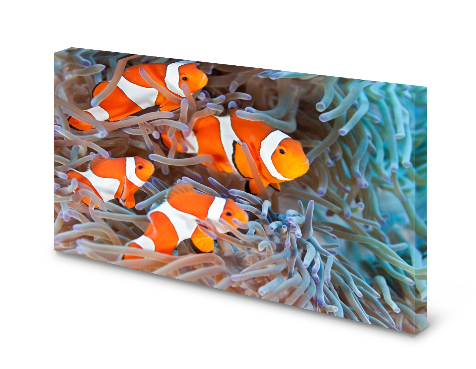 Magnettafel Pinnwand Bild Clownfisch Fisch Anemone gekantet