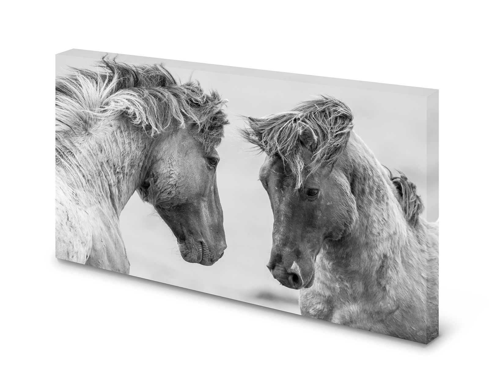 Magnettafel Pinnwand Bild   Pferd Pferde Isländer XXL gekantet