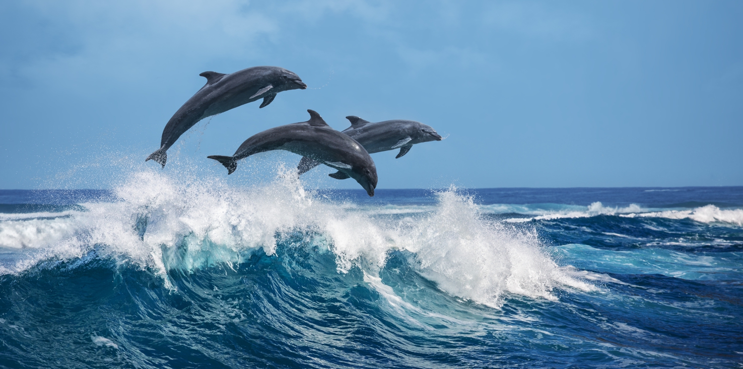 Magnettafel Pinnwand Bild XXL Panorama Delfine Meer