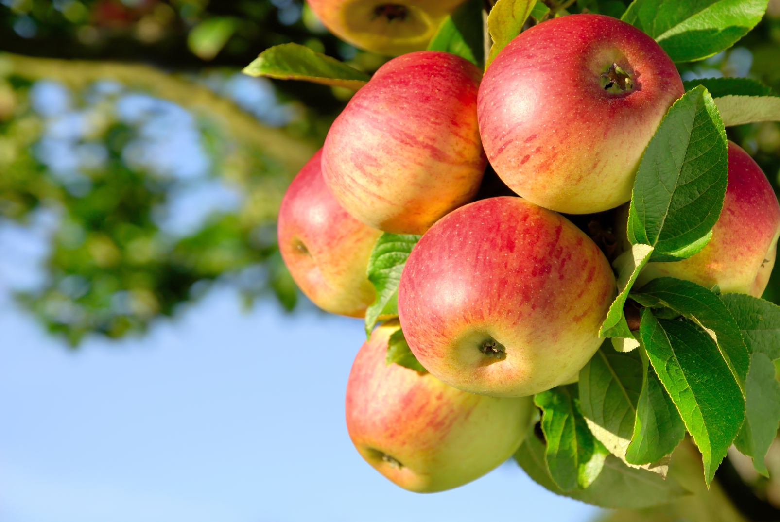 Magnettafel Pinnwand Bild Natur Apfel Äpfel Apfelbaum