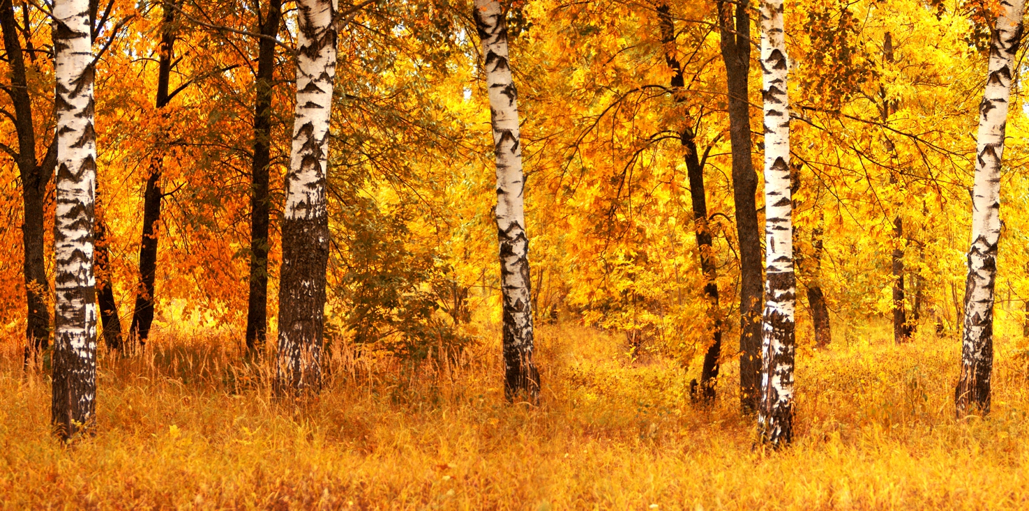 Magnettafel Pinnwand Bild XXL Panorama Birken Wald Herbst