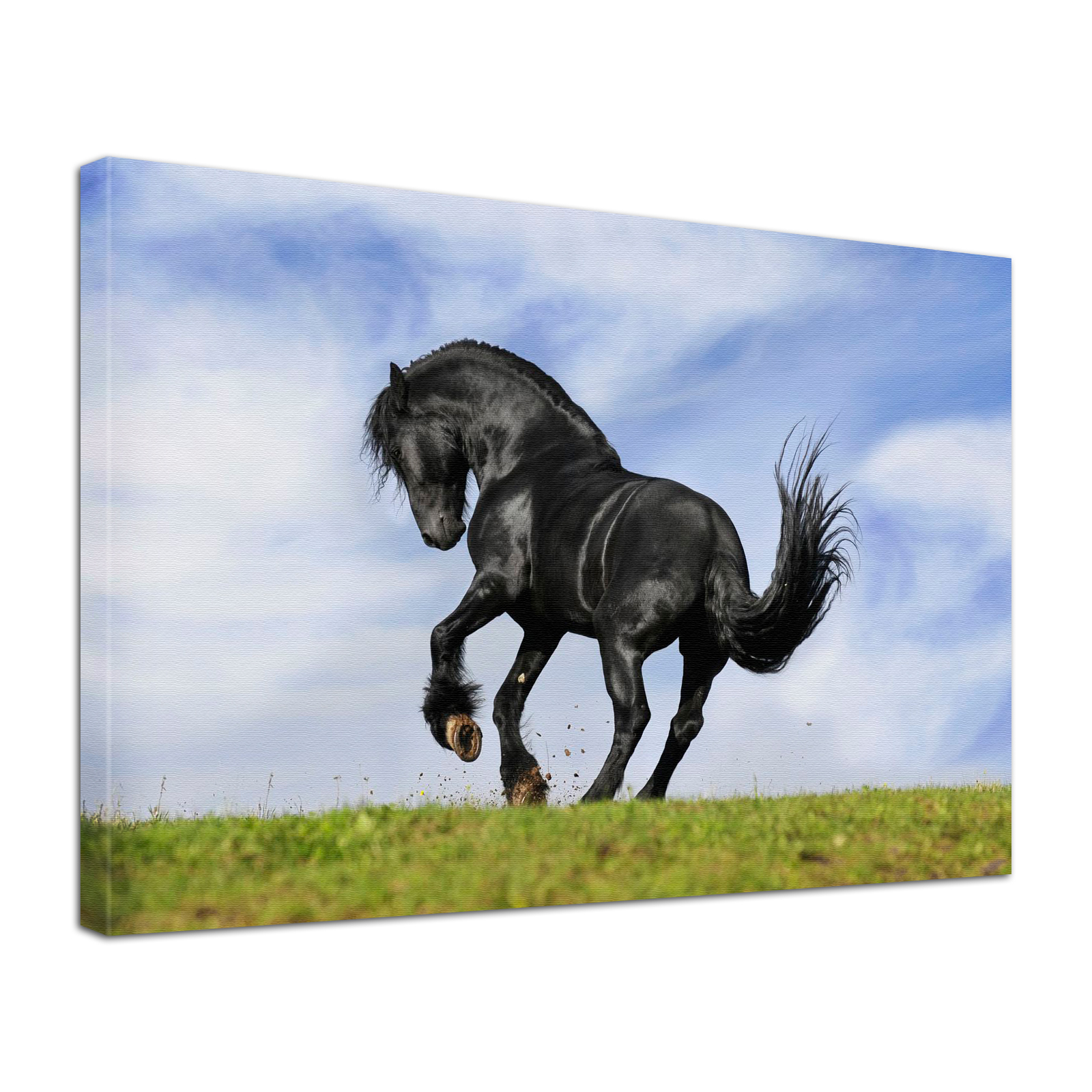 Leinwand Bild edel Tiere Pferd Black Beauty