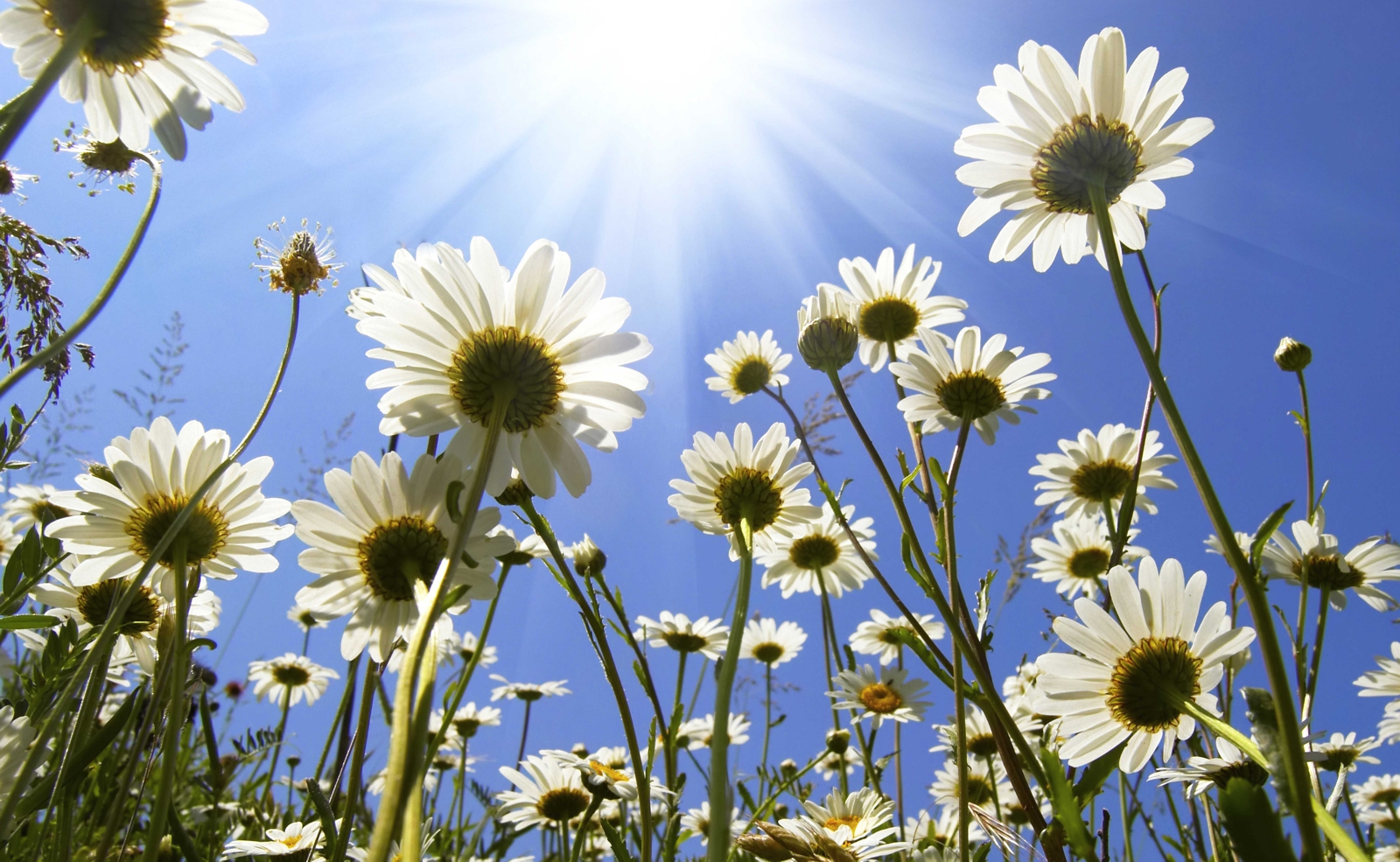 Couchtisch mit Motiv Natur & Blumen Margeriten im blauem Sommerhimmel