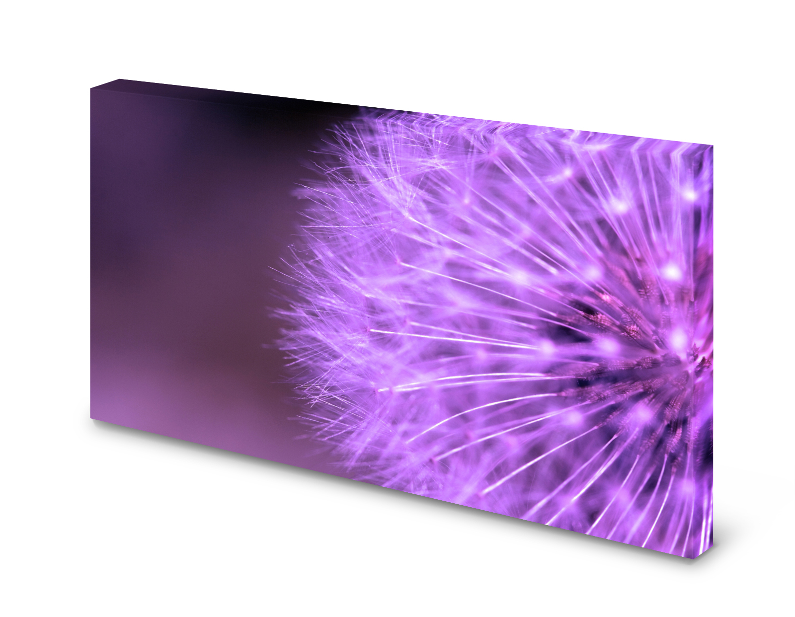 Magnettafel Pinnwand Bild Pusteblume Blume lila XXL gekantet