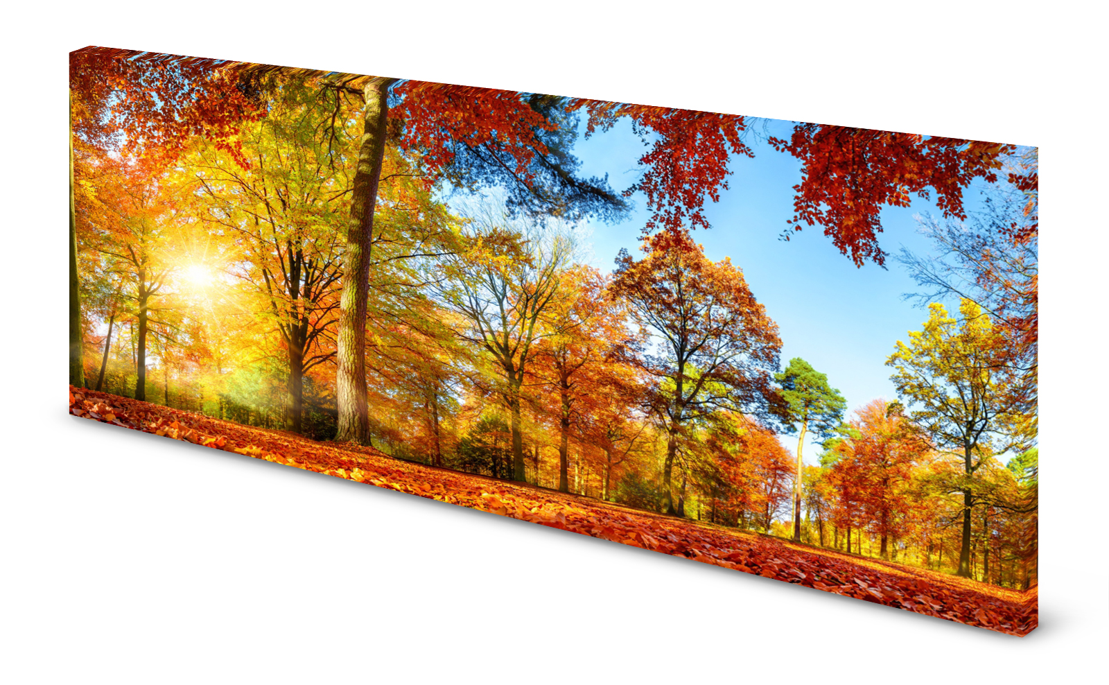 Magnettafel Pinnwand Bild Wald Herbst Sonnenstrahlen Lichtung gekantet