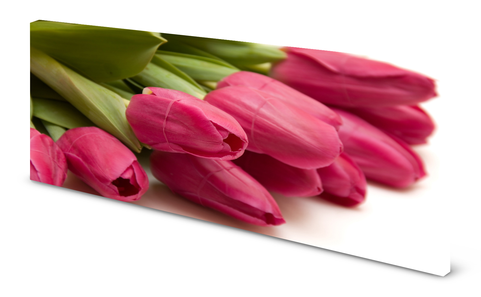 Magnettafel Pinnwand Bild Tulpen Blumen magenta gekantet