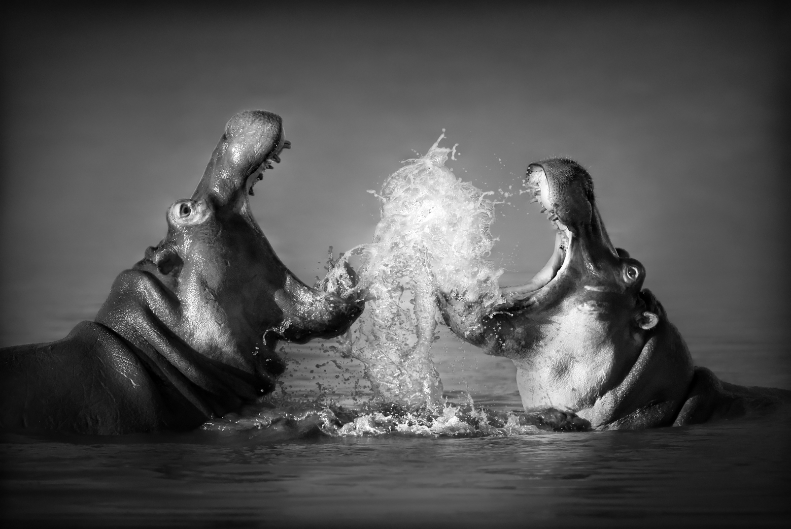 Magnettafel Pinnwand XXL Bild Nilpferd Flusspferd