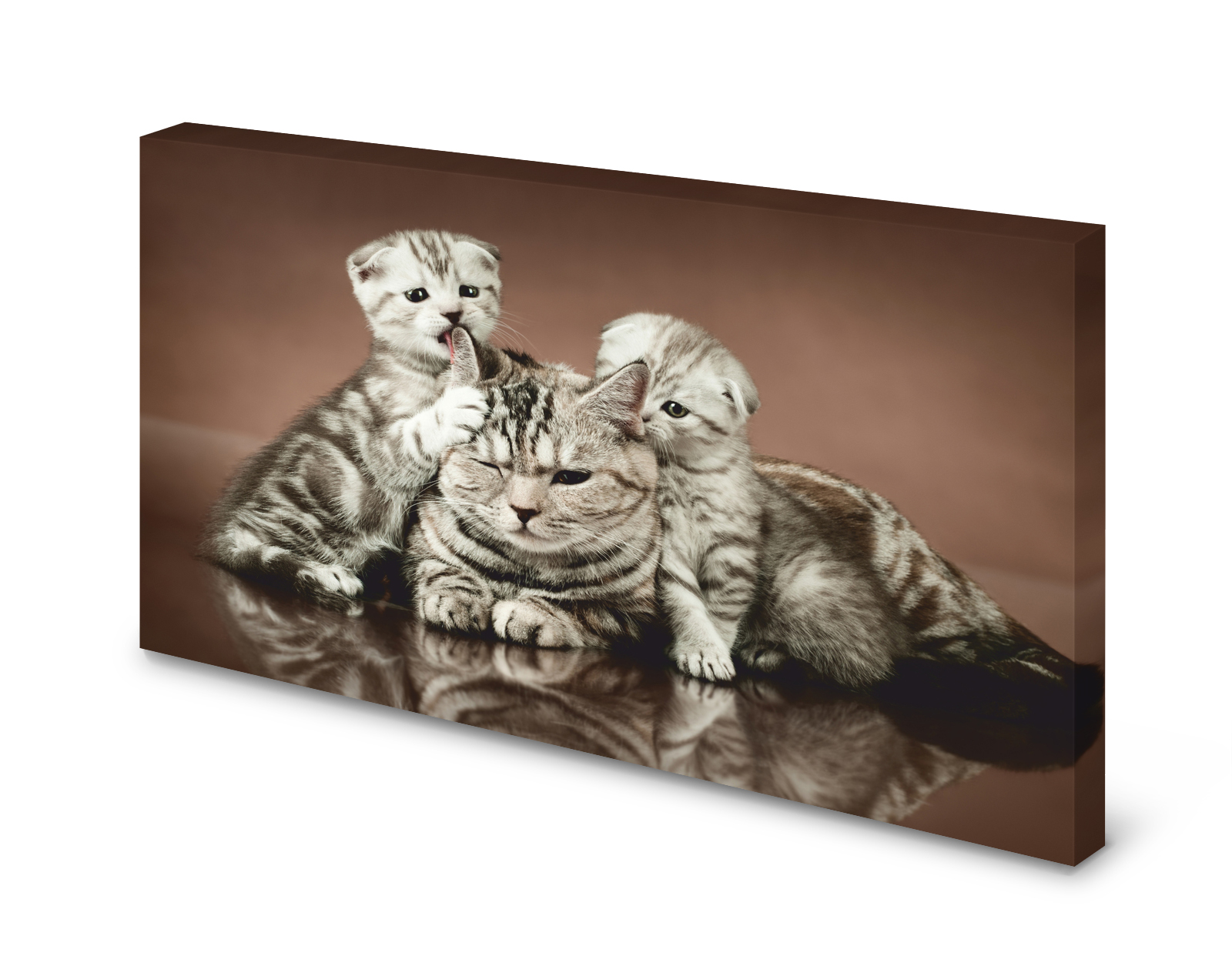 Magnettafel Pinnwand Bild Katze Faltohrkatze Jungen gekantet