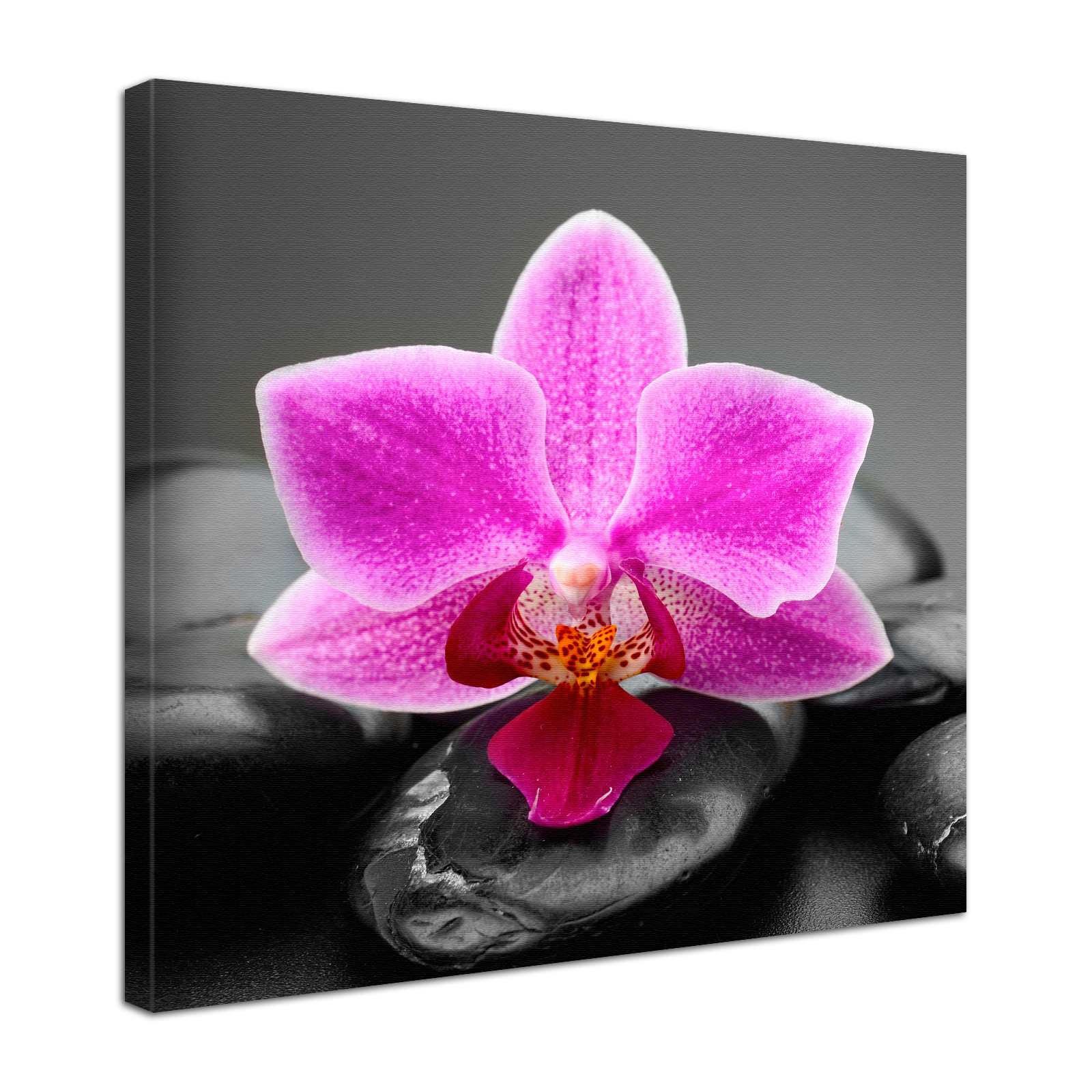 Leinwand Bild edel  Blumen Orchidee Blüte