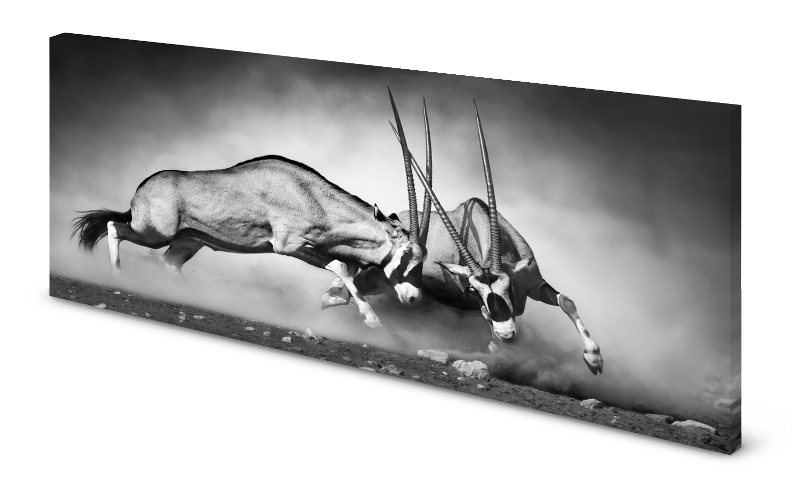 Magnettafel Pinnwand Bild Antilope Gemsbok Kampf gekantet