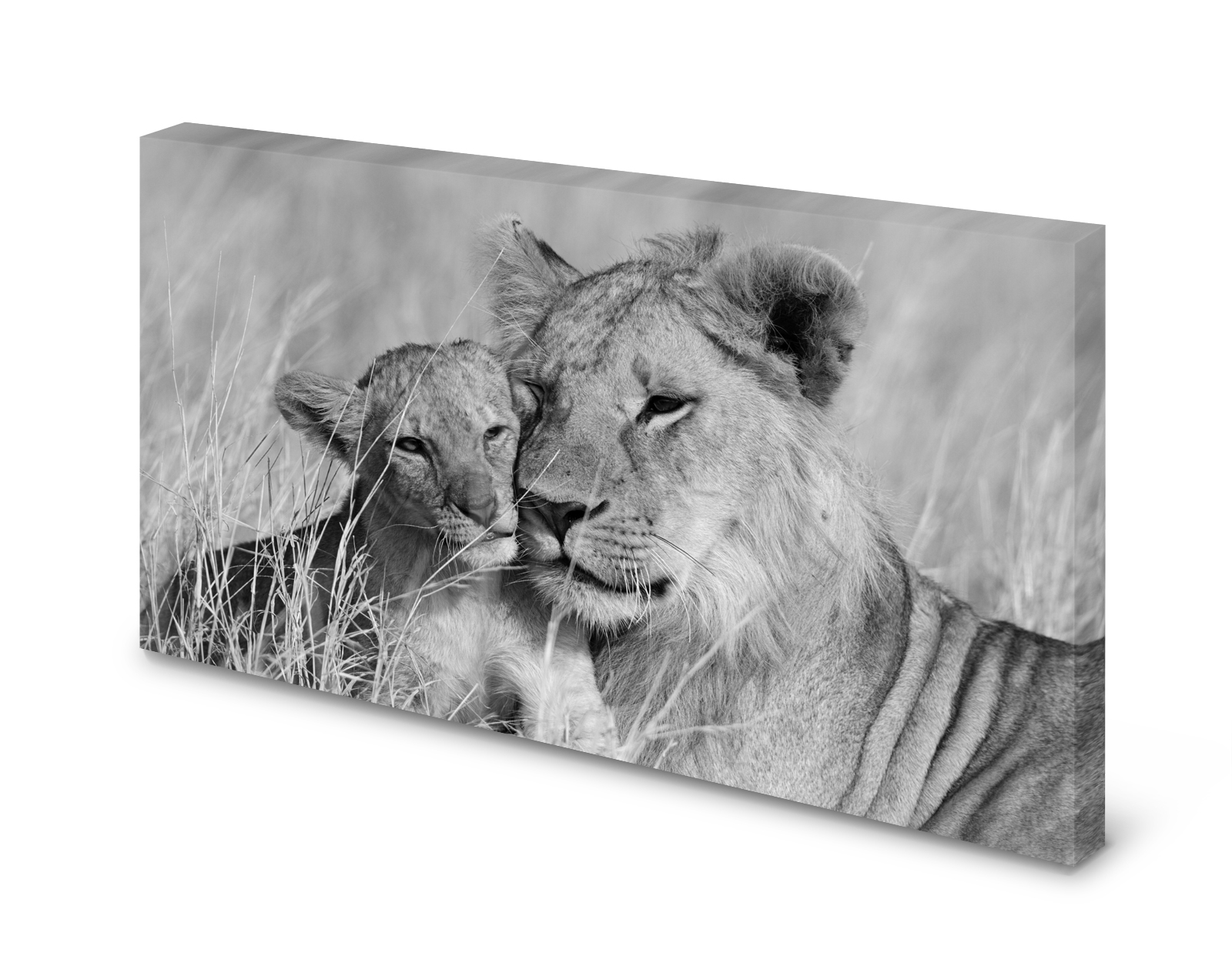 Magnettafel Pinnwand Bild Löwe Löwin Junges gekantet