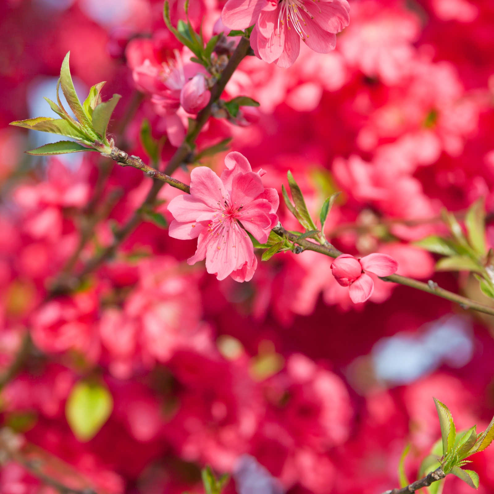 Leinwand Bild Natur & Blumen Blüten Zweig in pink