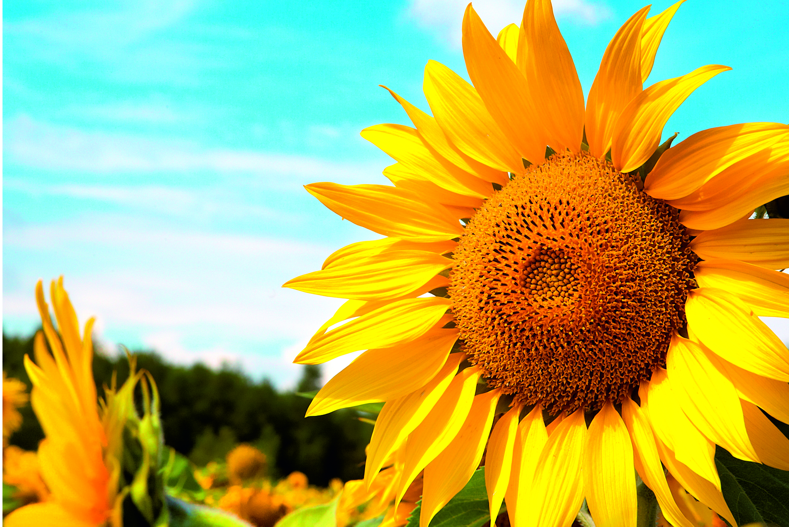 Magnettafel Pinnwand XXL Bild Sommer Sonnenblumen Feld