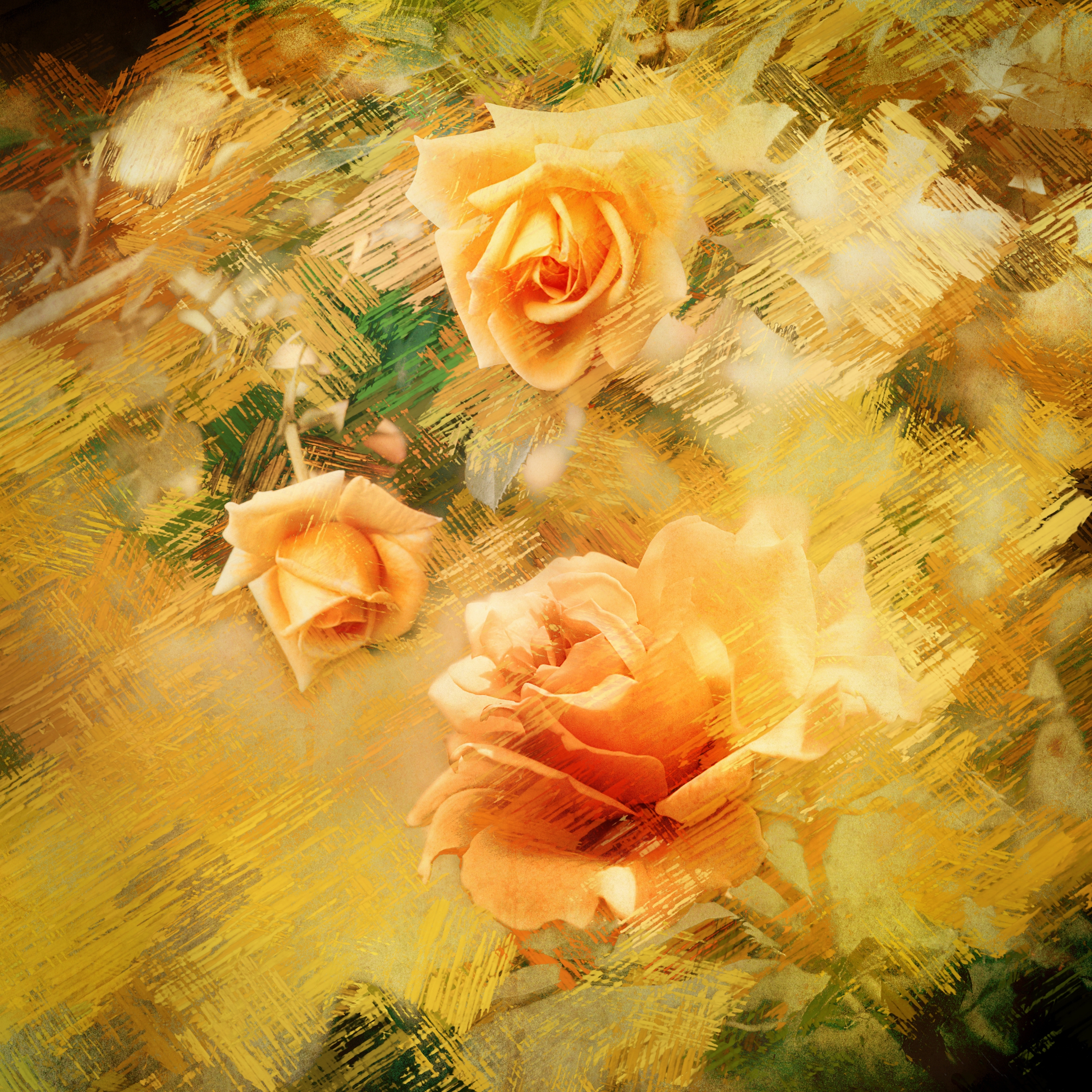 Leinwand Bild Natur & Blumen Rosen in gelb