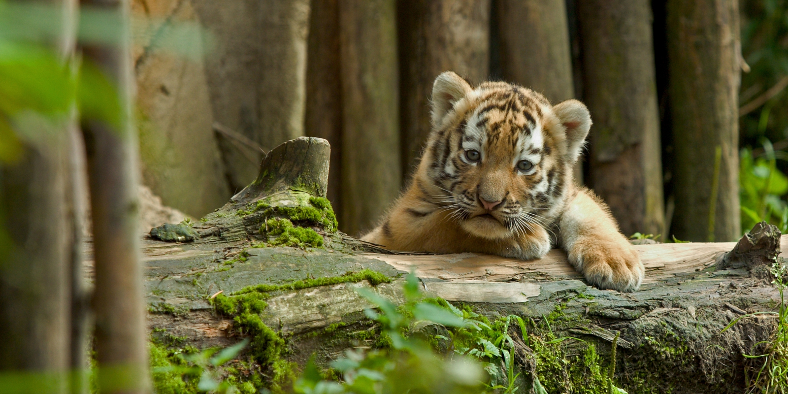 Vlies Tapete Poster Fototapete Panorama Sibirischer Tiger Junges Baby