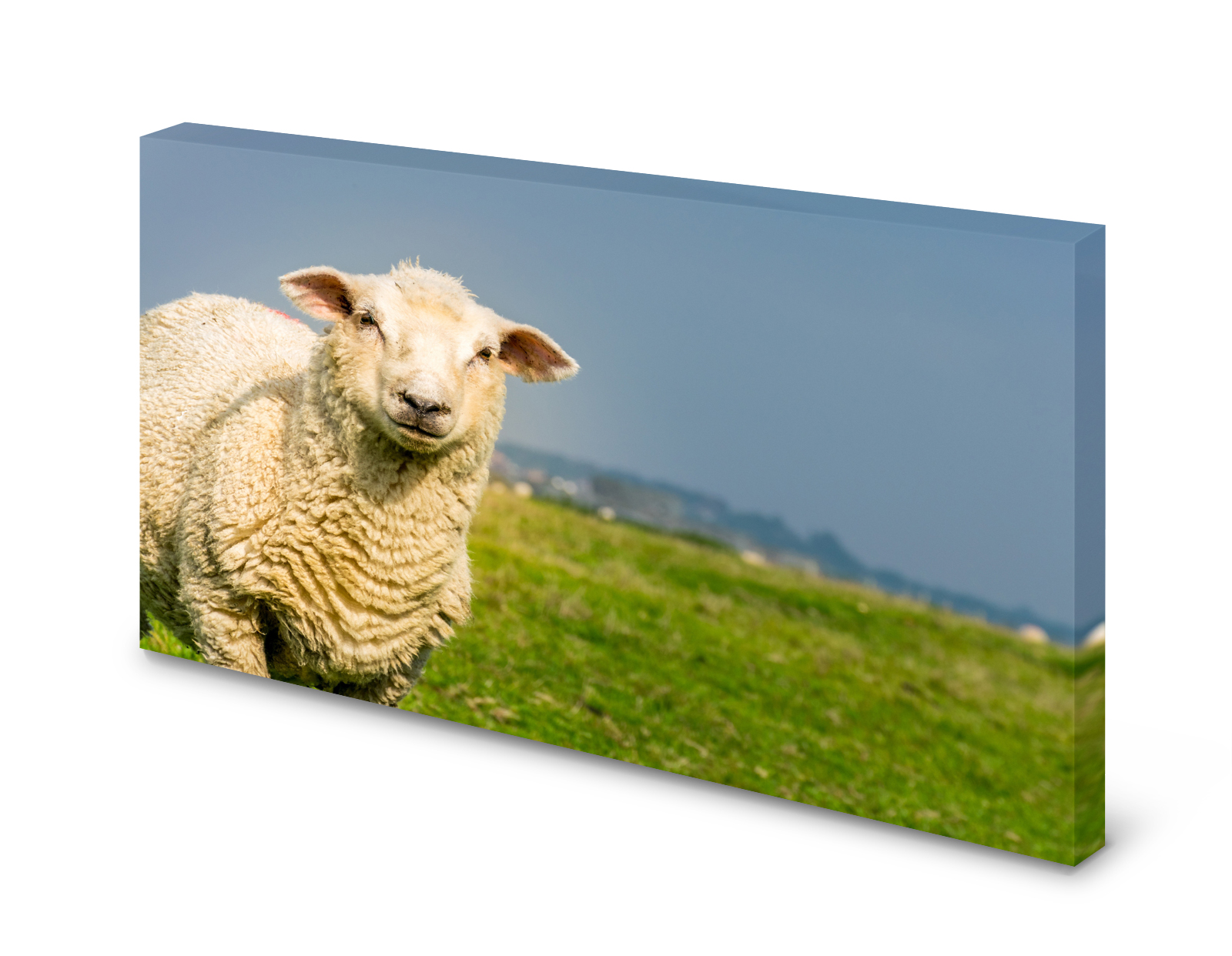 Magnettafel Pinnwand Bild Natur Schaf Wiese Weide gekantet