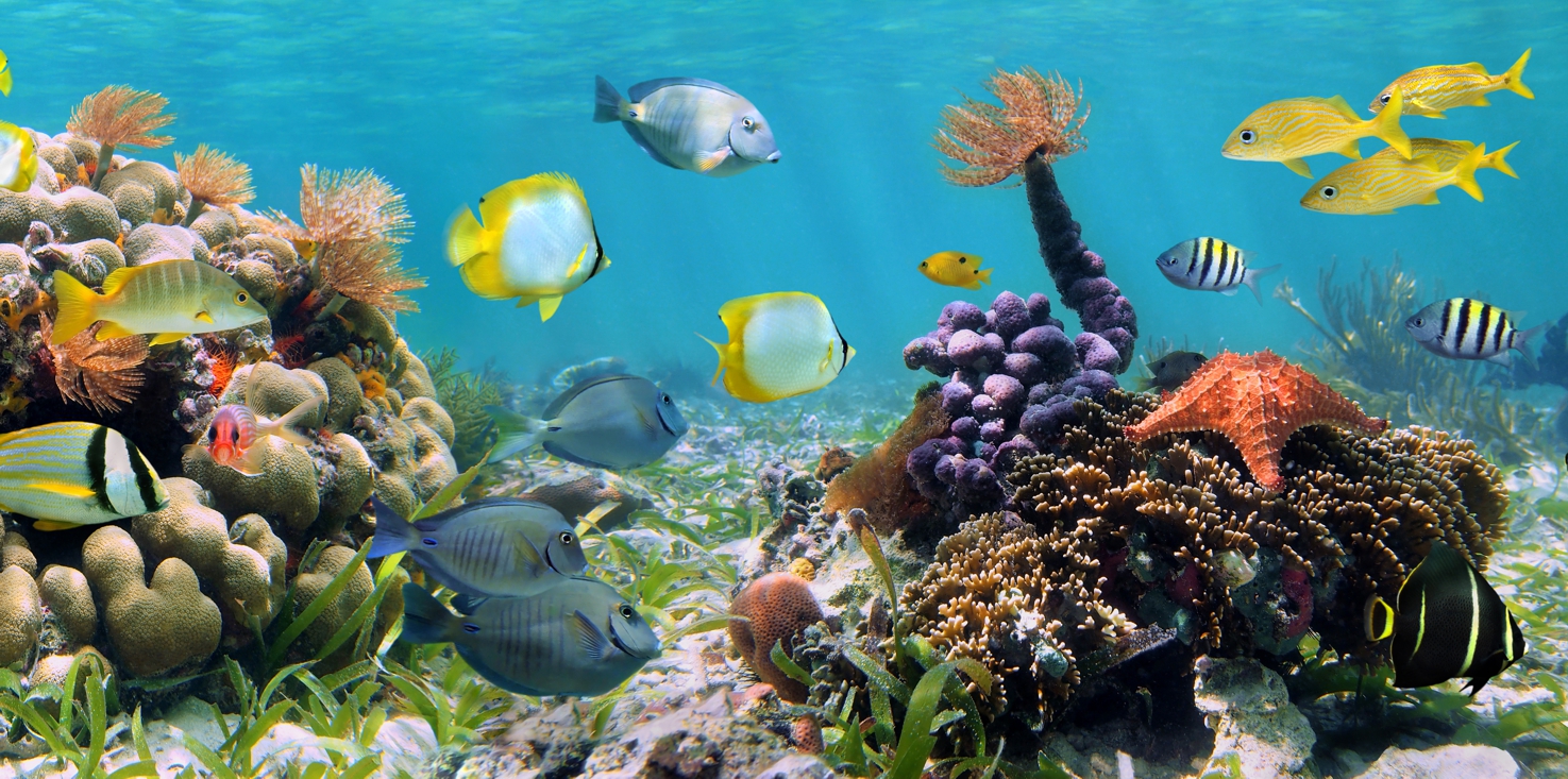 Magnettafel Pinnwand Bild XXL Tropen Fische Korallen Riff