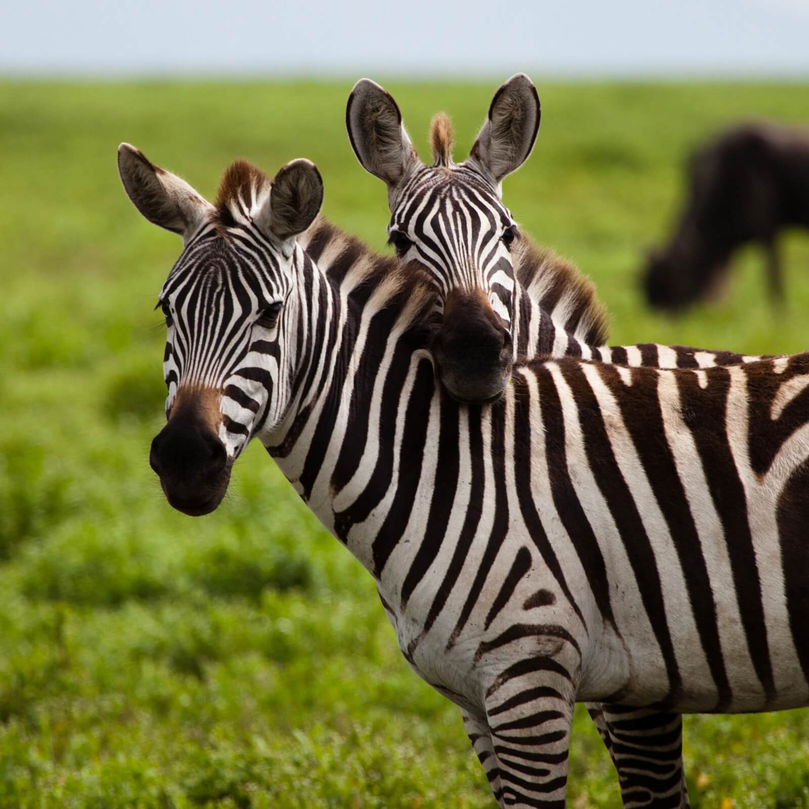 Vlies Tapete XXL Poster Fototapete Afrika Wildnis Zebra Love