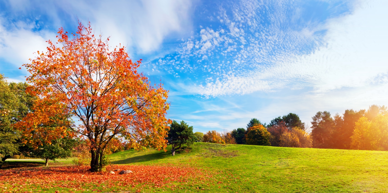 Magnettafel Pinnwand Bild XXL Panorama Landschaft Baum Herbst
