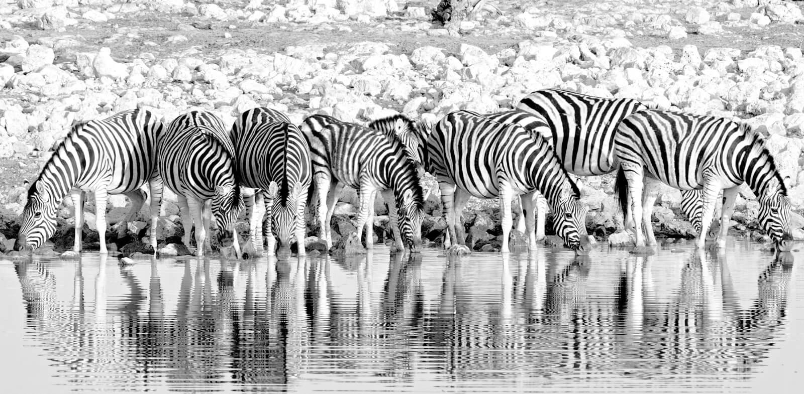 Vlies Tapete XXL Poster Fototapete Panorama Zebra Herde