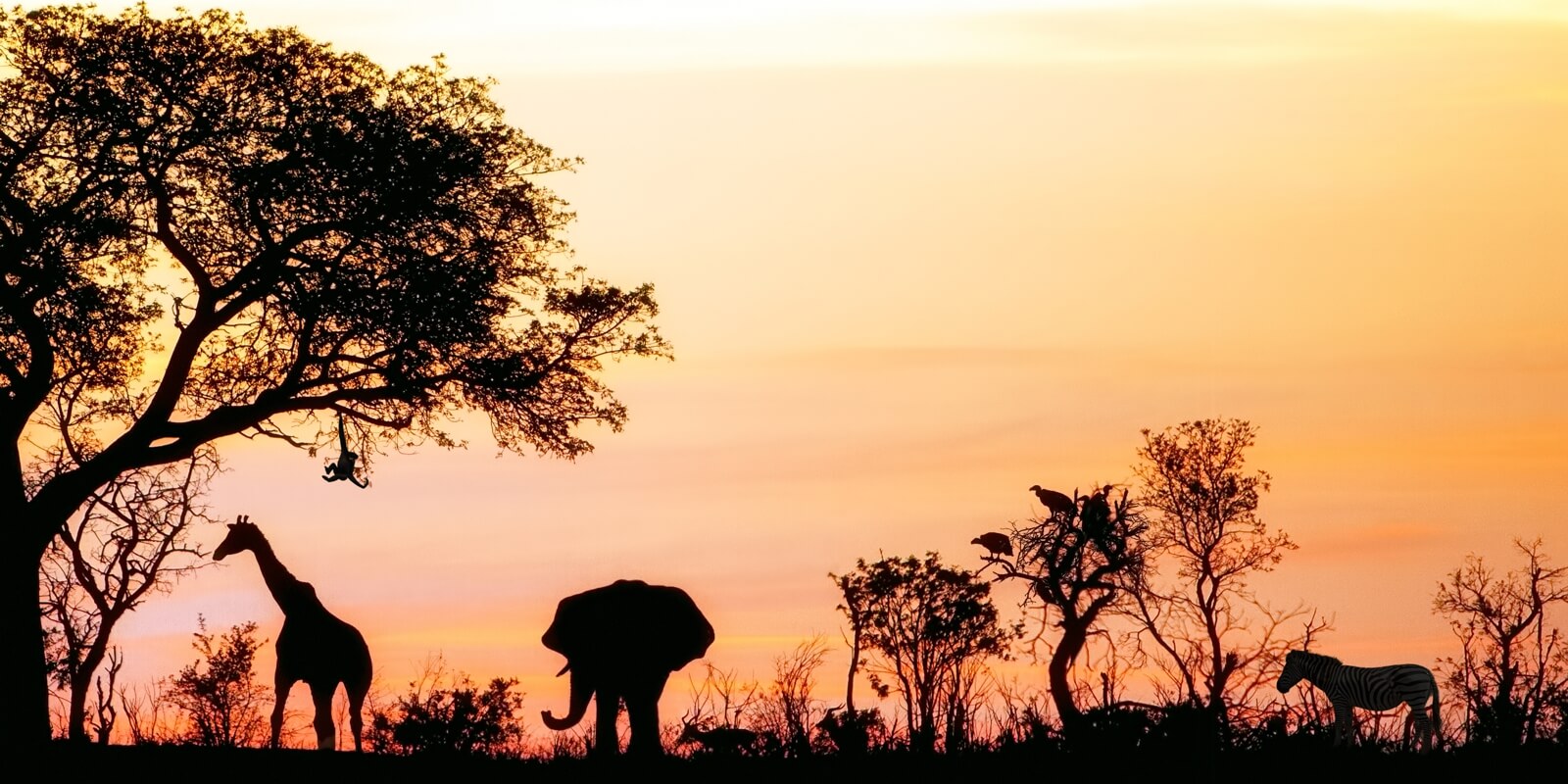 Vlies Tapete XXL Poster Fototapete Panorama Afrika Safari
