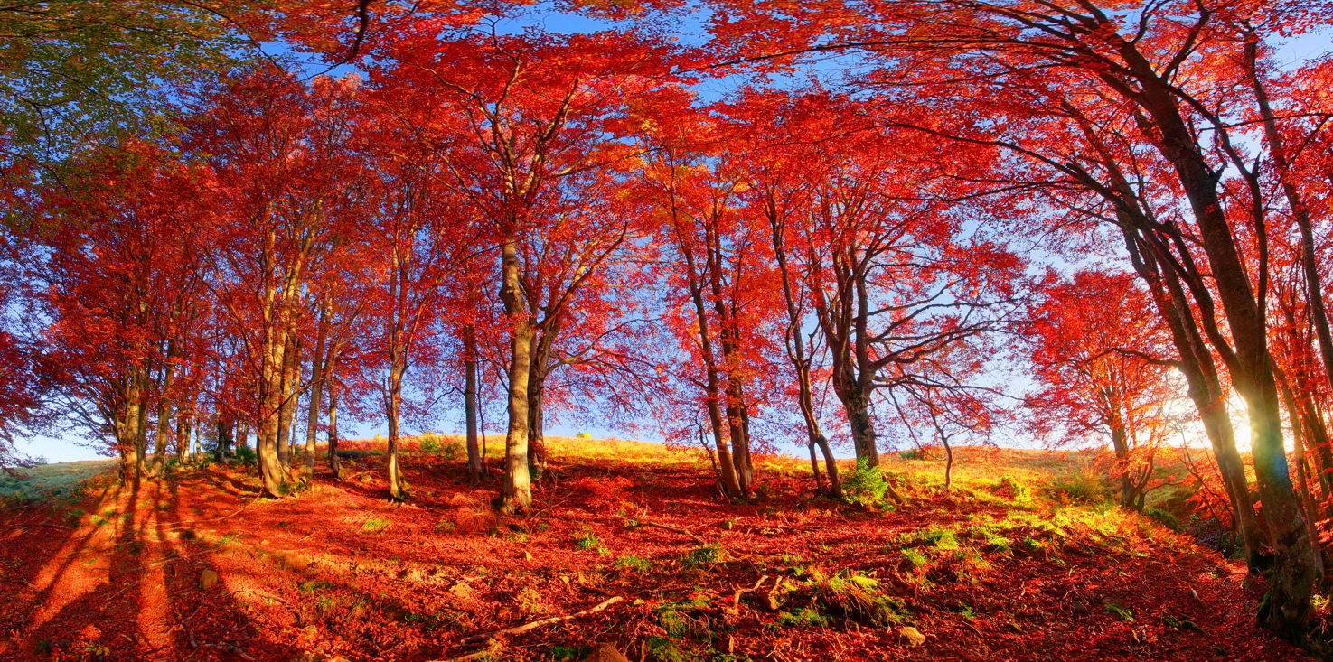Magnettafel Pinnwand Bild Panorama Indian Summer Wald Herbst