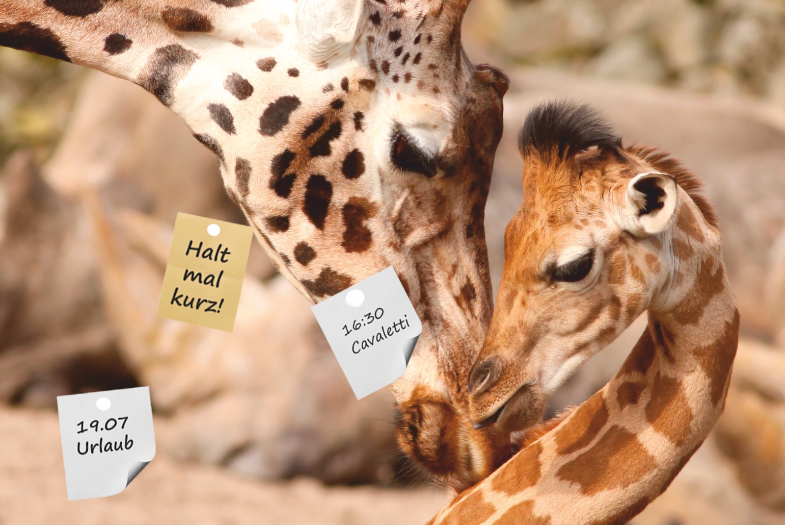 Magnettafel Pinnwand Magnetbild XXL Giraffe Mutter & Kind