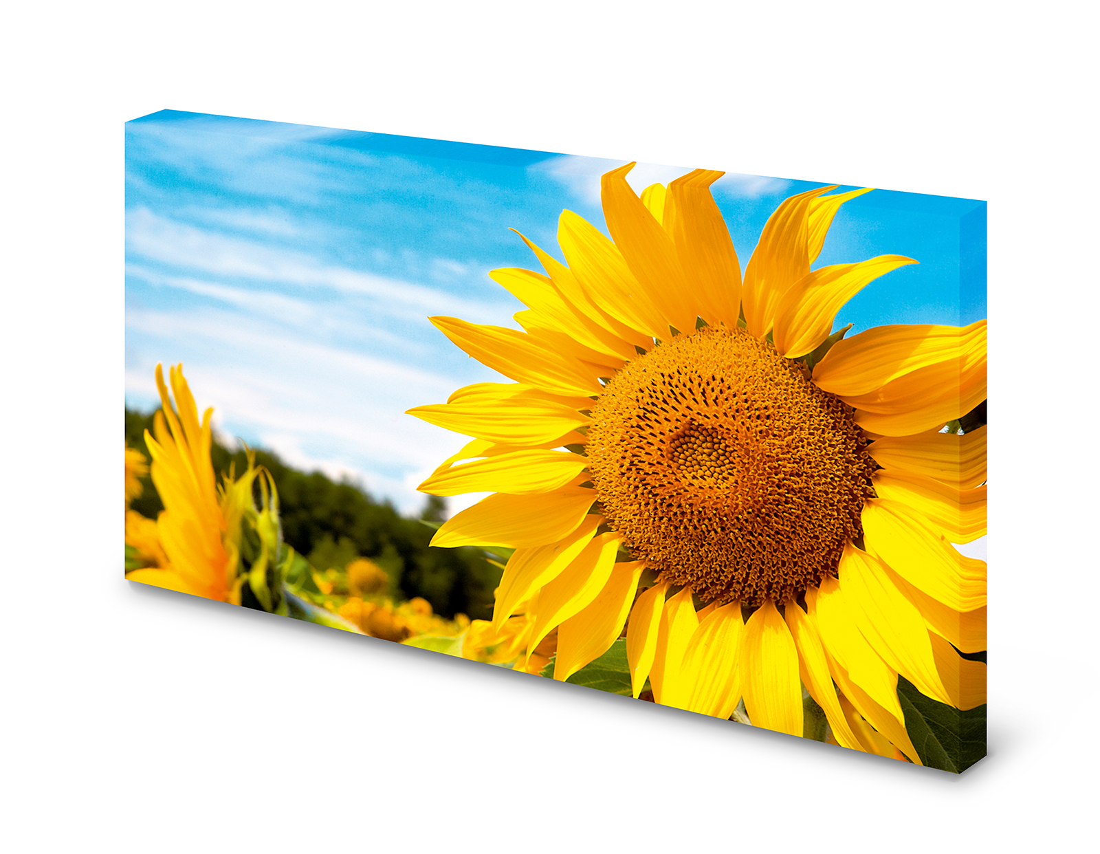 Magnettafel Pinnwand Bild Sonnenblume Sonnenblumenfeld