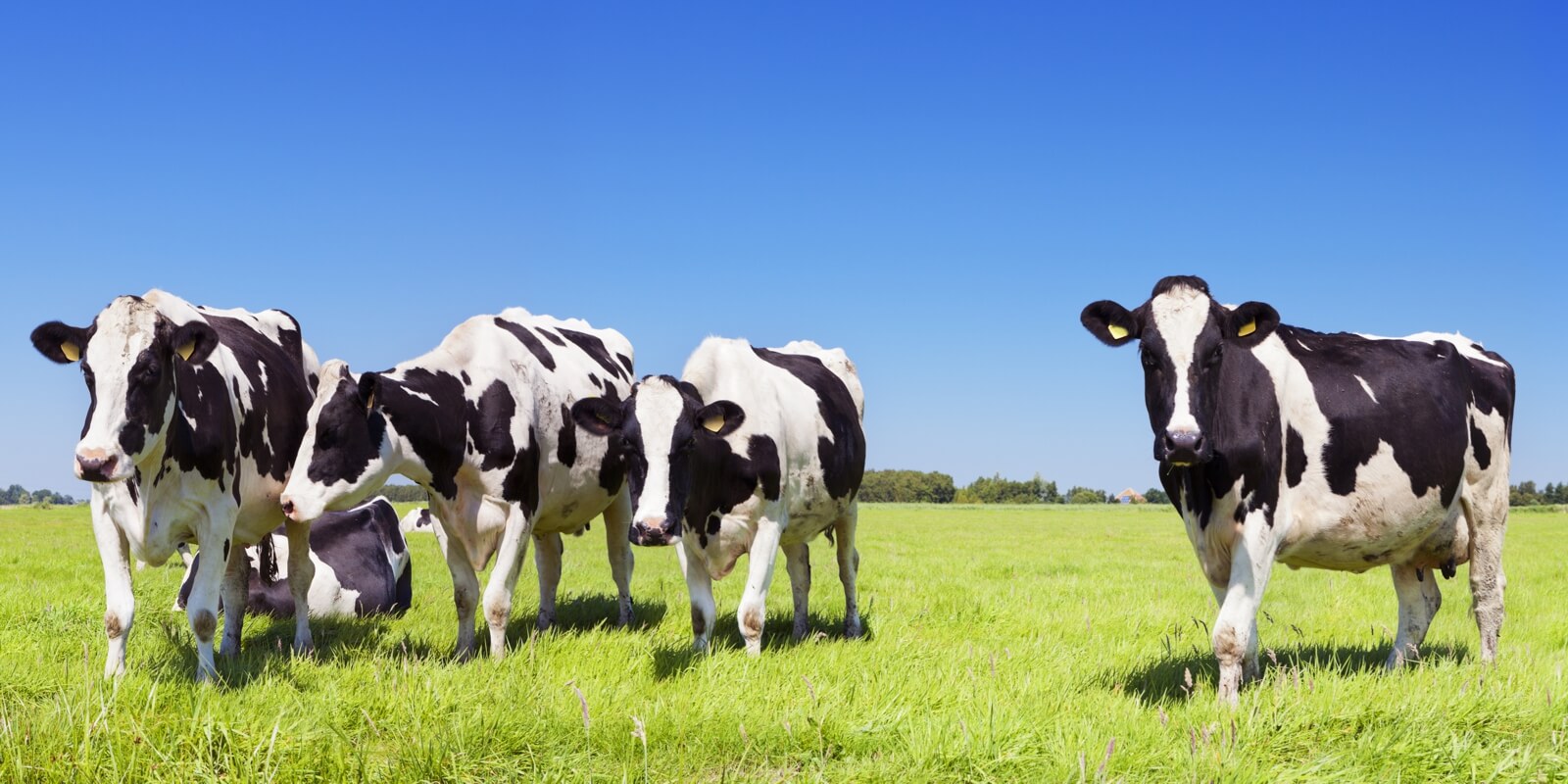 Vlies Tapete Fototapete Panorama Kuh Herde Rind Holsteiner
