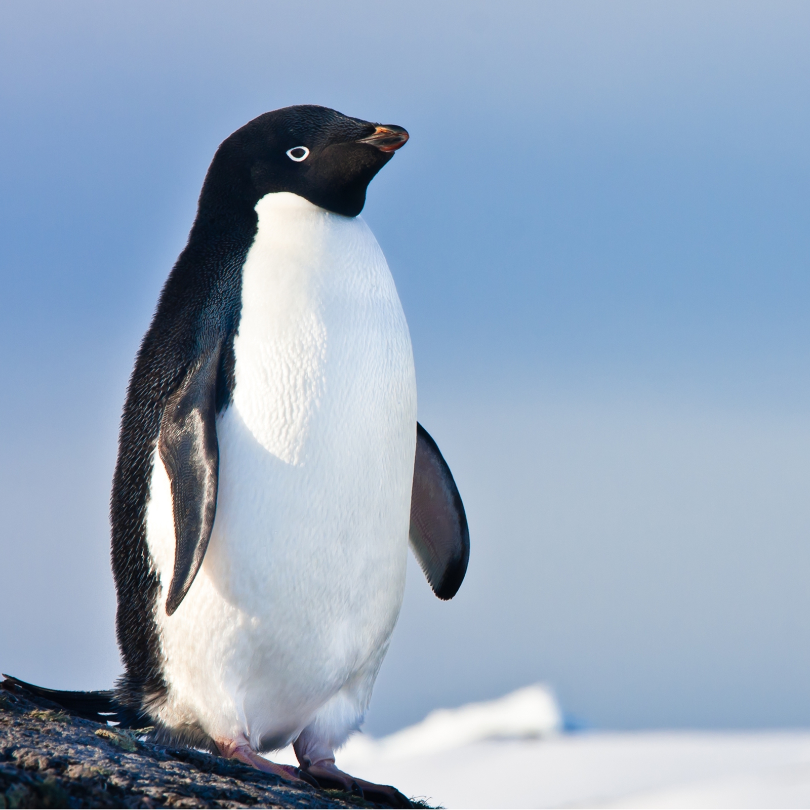 Beistelltisch Couchtisch mit Motiv  Tiere Cooler Pinguin