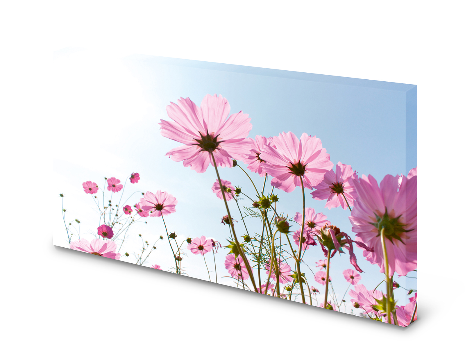 Magnettafel Pinnwand Bild Natur Blumen Himmel Sommer