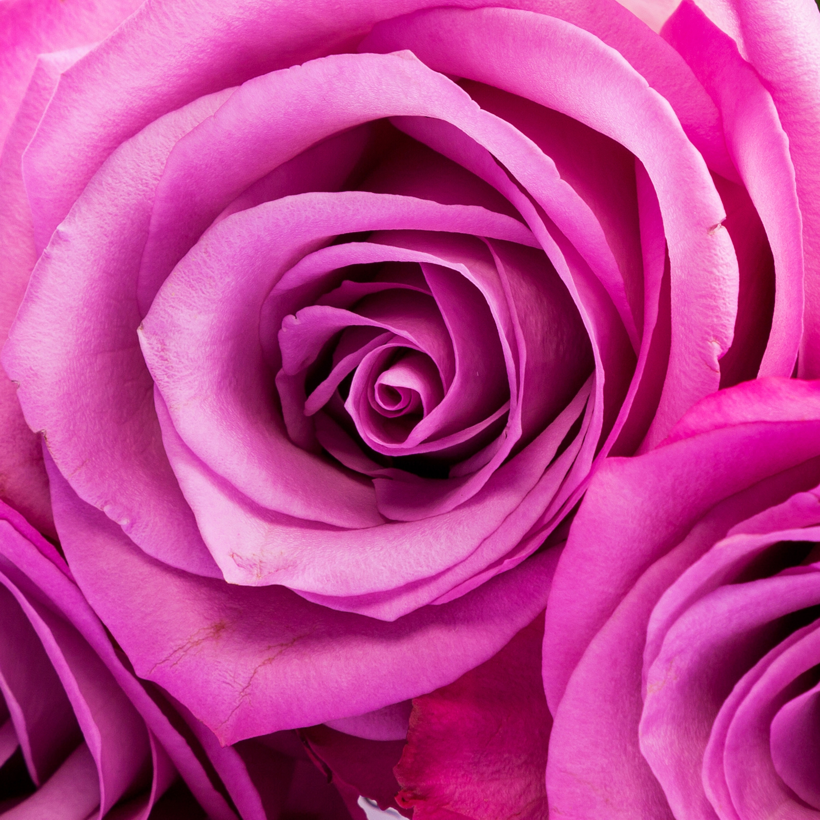 Beistelltisch Couchtisch mit Motiv Natur Blumen Rose in Pink