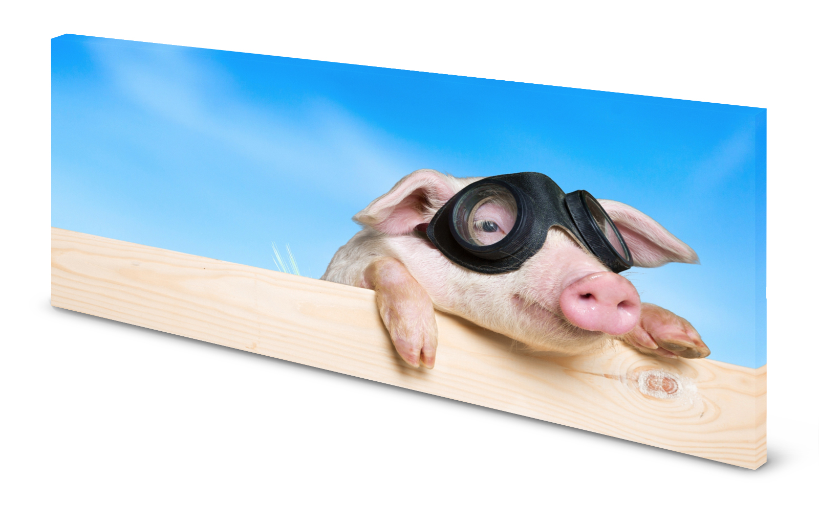 Magnettafel Pinnwand Bild Schwein Rennschweinchen Rennsau gekantet