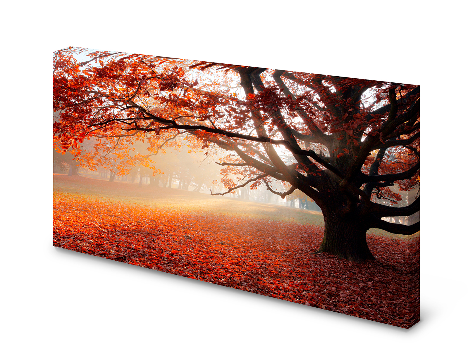 Magnettafel Pinnwand Bild Wald Eiche Herbst Sonne Natur gekantet