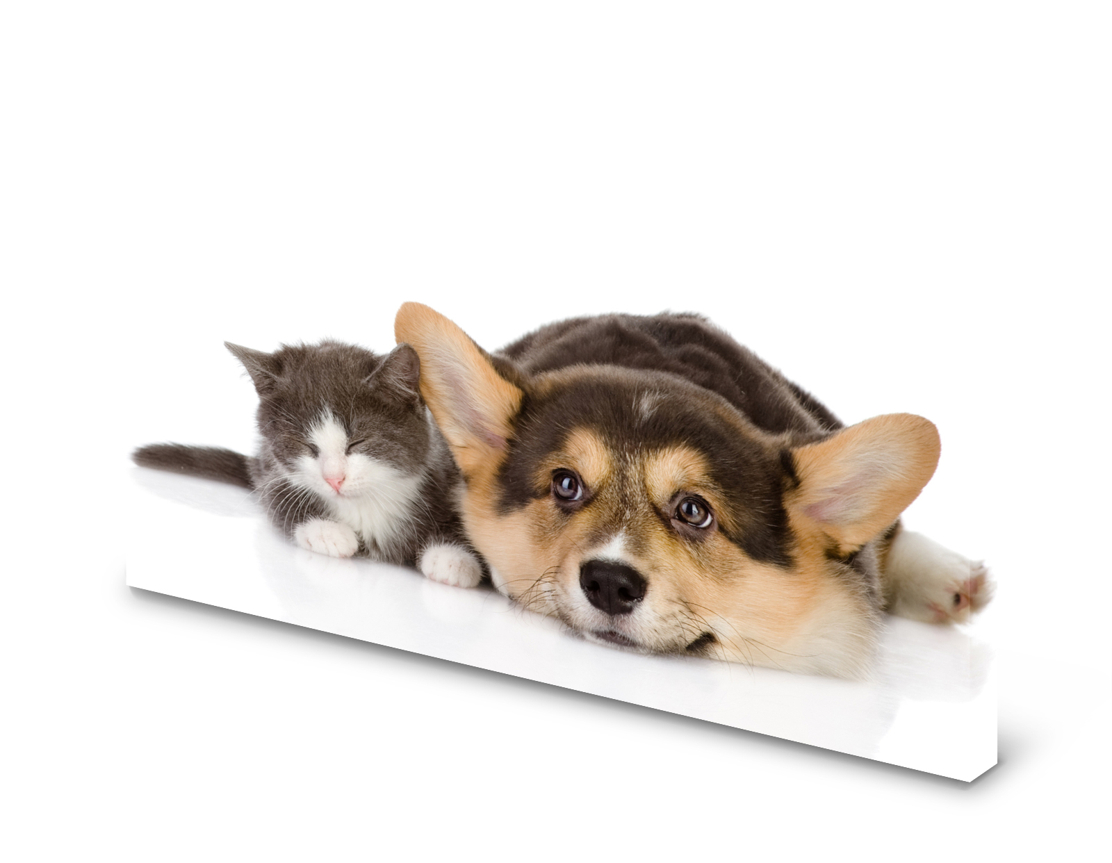 Magnettafel Pinnwand Bild Hund Katze Babykatze XXL gekantet