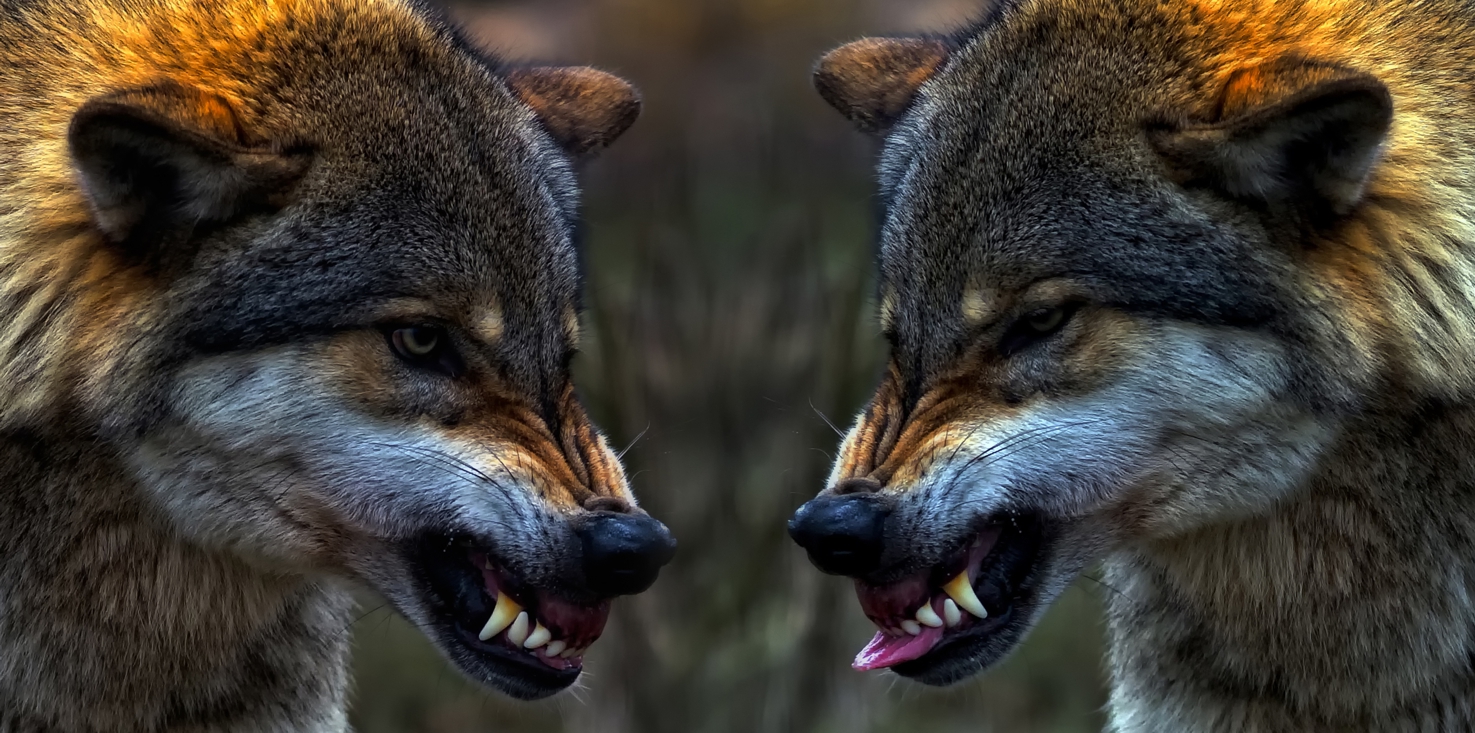 Magnettafel Pinnwand Bild XXL Panorama Wölfe Wolf Rudel