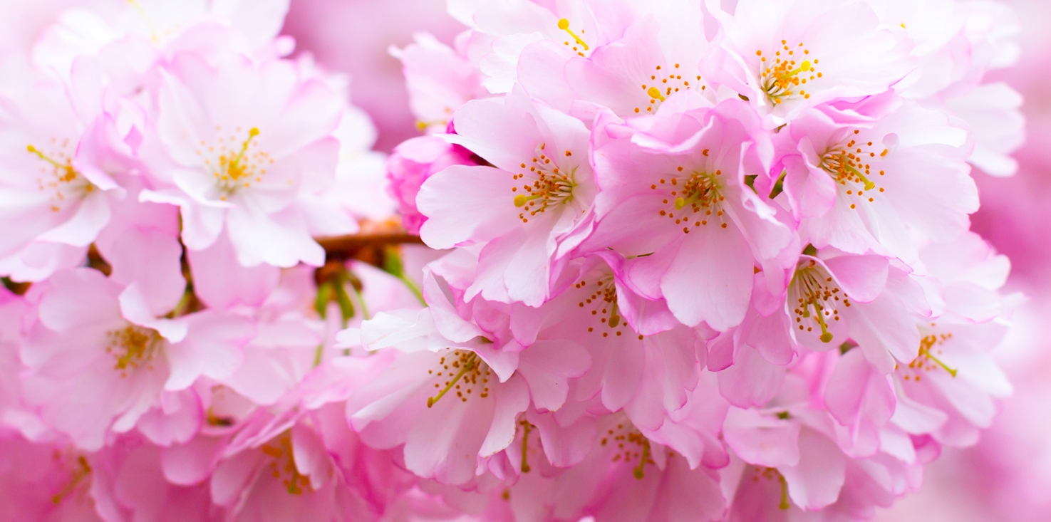 Magnettafel Pinnwand Bild XXL Panorama Kirschblüte Blüte rosa