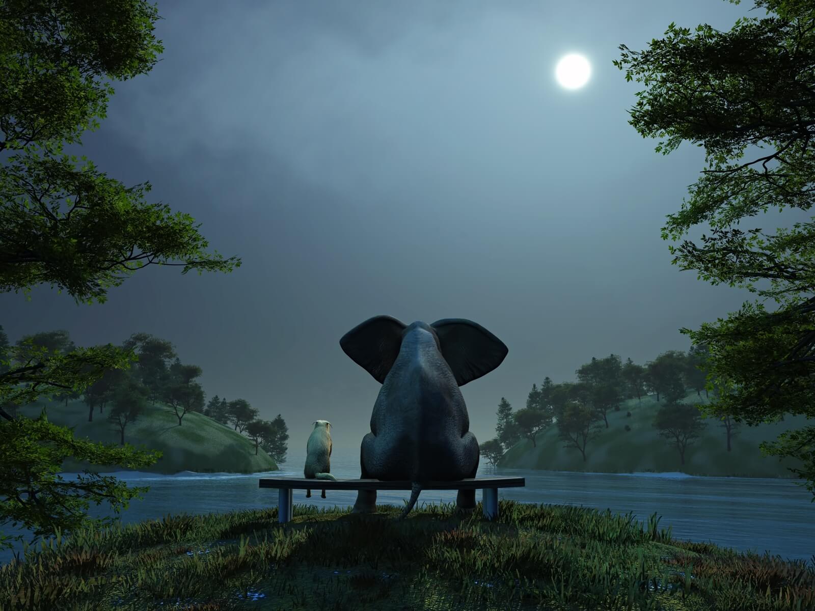 Vlies Tapete Fototapete Elefant Hund Freundschaft bei Nacht