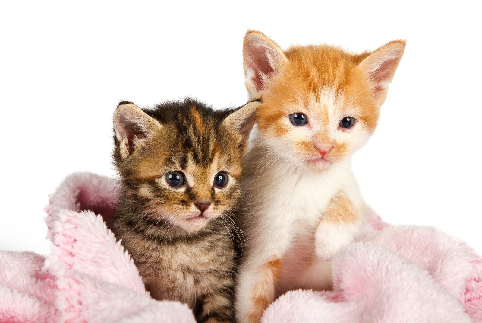 Magnettafel Pinnwand XXL Bild Katzen Babys Kitten
