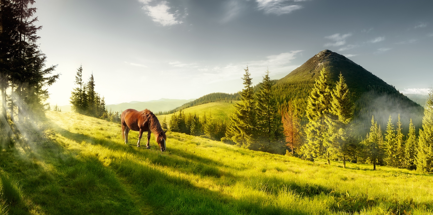 Magnettafel Pinnwand Bild XXL Panorama Pferd Landschaft Wiese