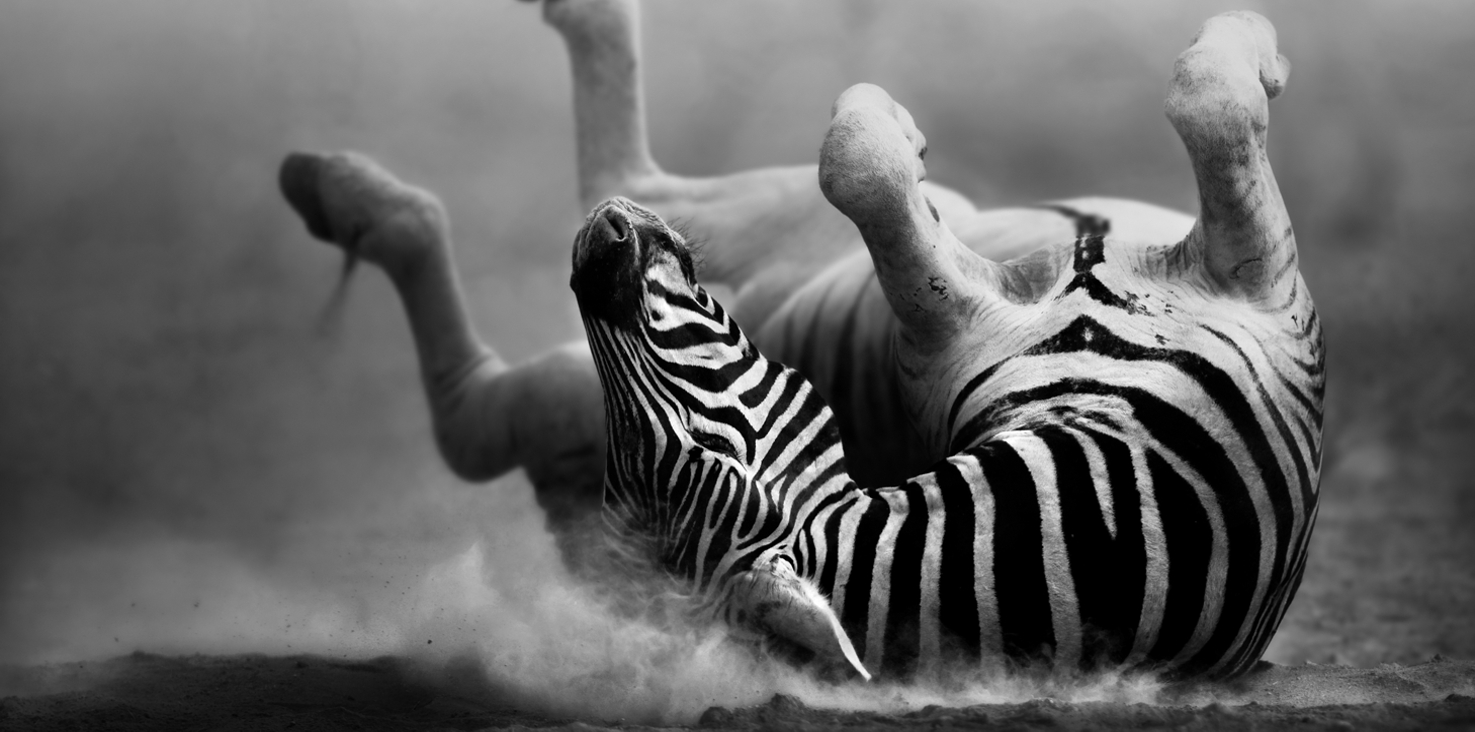 Magnettafel Pinnwand Bild XXL Panorama Zebra