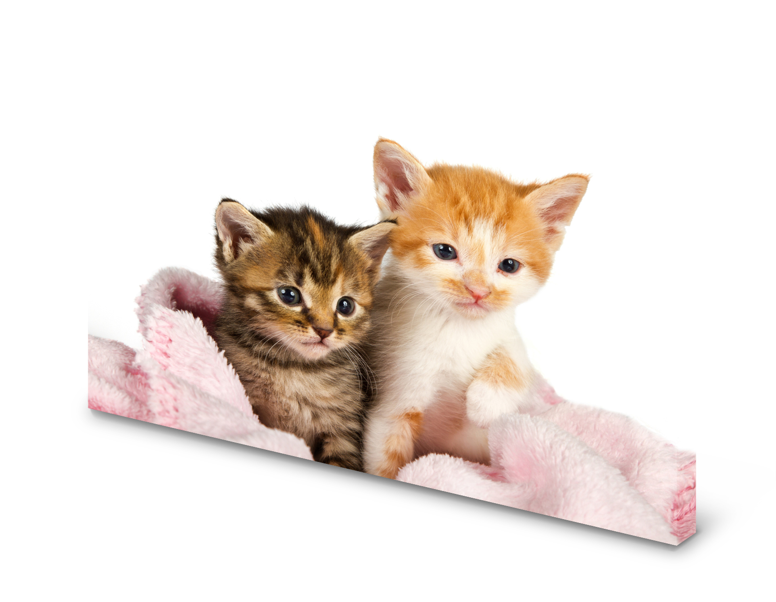 Magnettafel Pinnwand Bild Katzen Kitten Babykatzen XXL gekantet