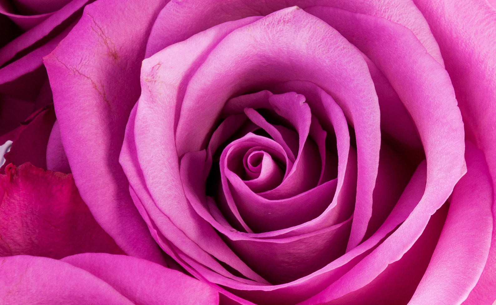 Couchtisch mit Motiv Natur & Blumen Rose nah in pink