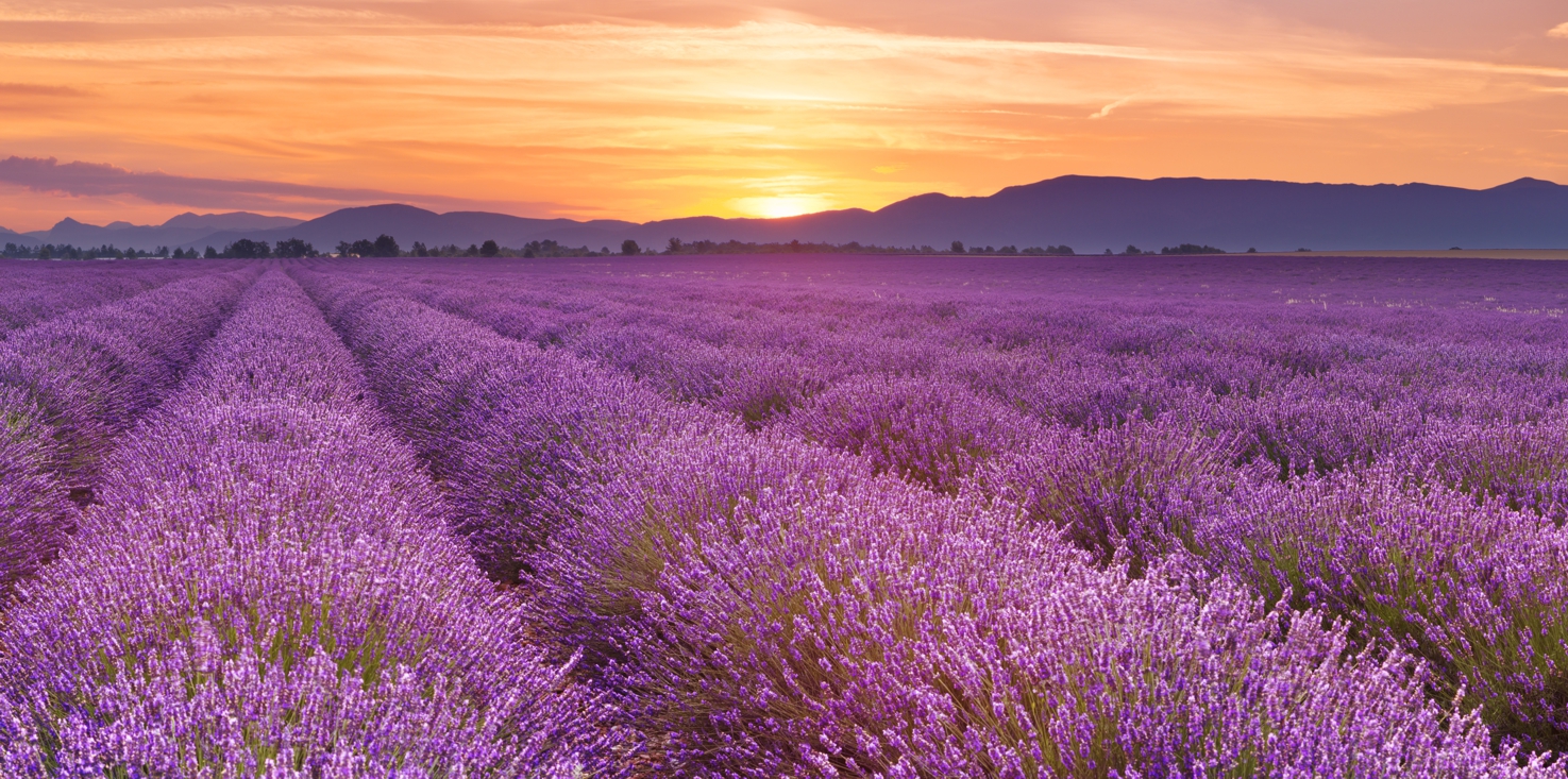 Magnettafel Pinnwand Bild XXL Panorama Lavendel Feld Natur