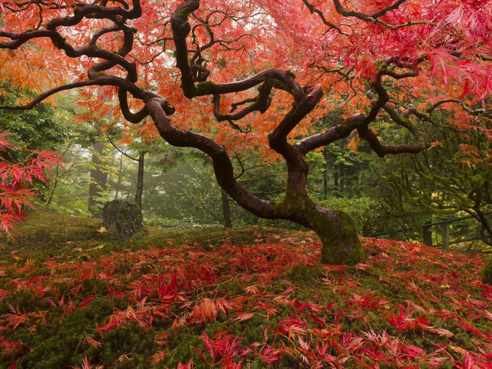 Vliestapete Poster Fototapete Natur Japanischer Ahorn im Herbst