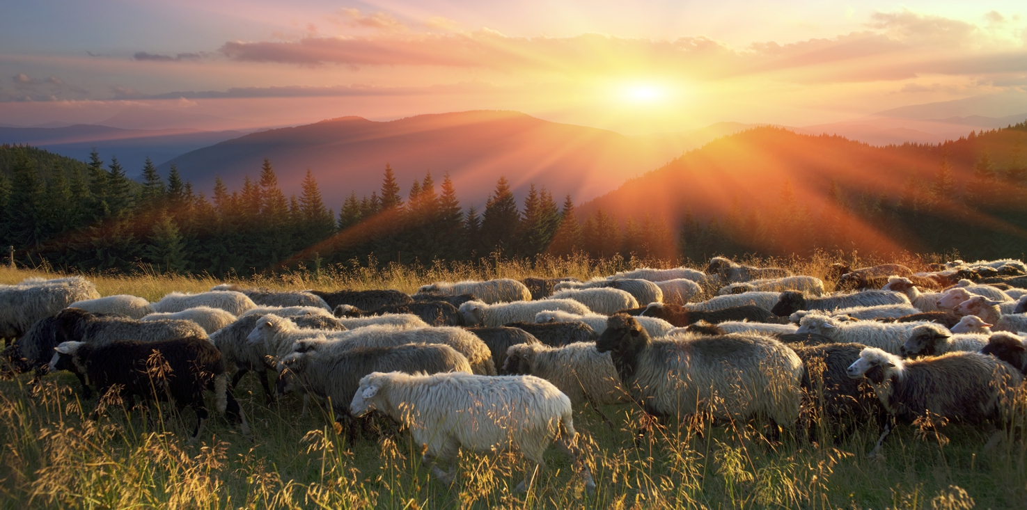 Magnettafel Pinnwand Bild XXL Panorama Natur Schafe Herde