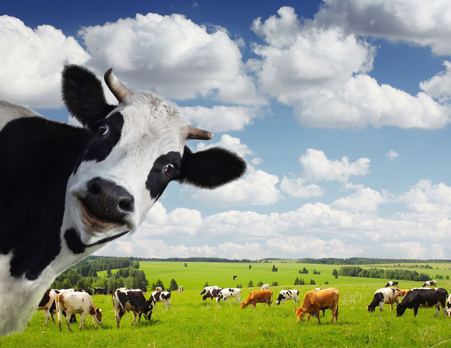 XXL Poster Fototapete Tapete Vlies Tiere Kuh und Herde