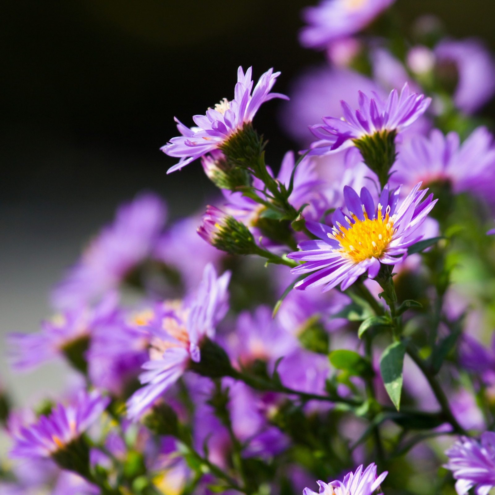 Leinwand Bild Natur & Blumen Astern in lila