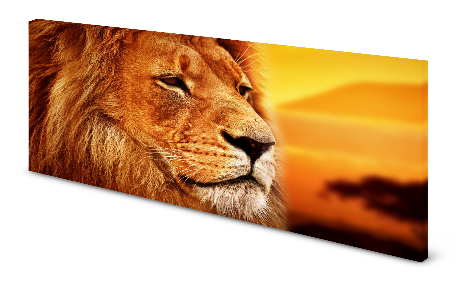 Magnettafel Pinnwand Bild Löwe Afrika Savanne gekantet
