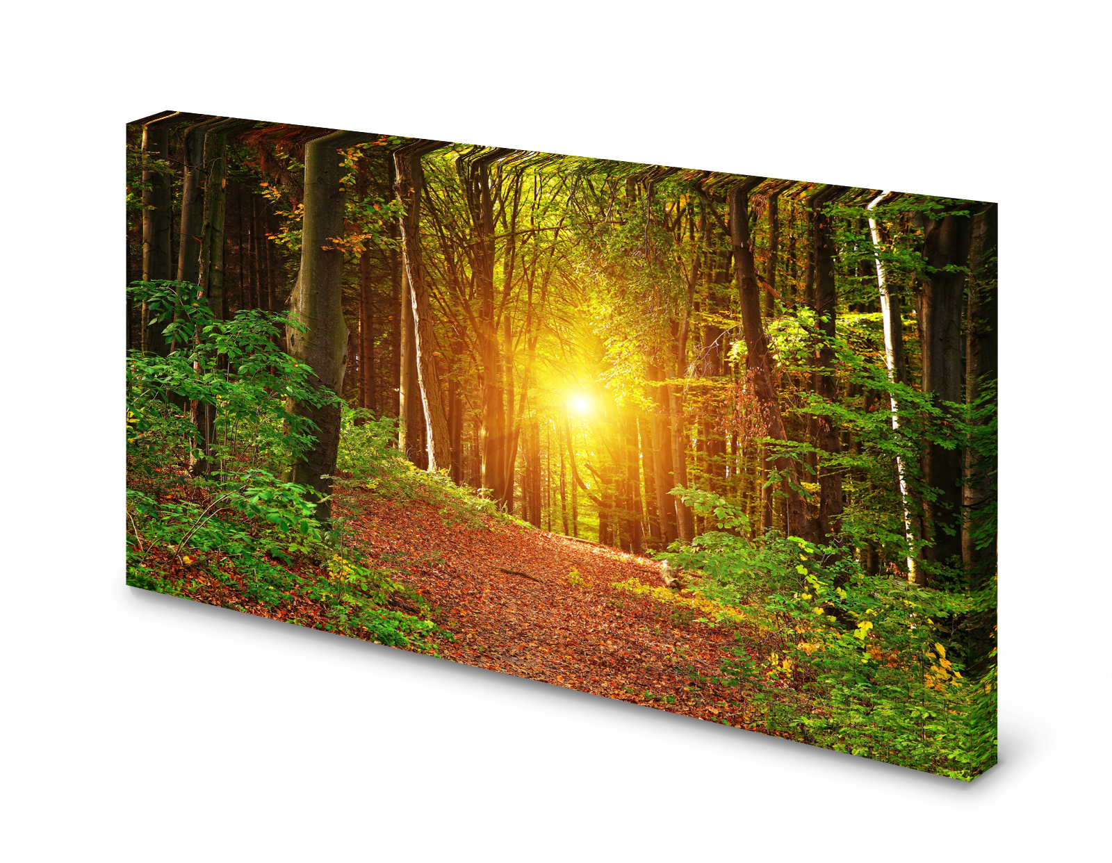 Magnettafel Pinnwand Bild Natur Wald Sonne Bäume Lichtung gekantet
